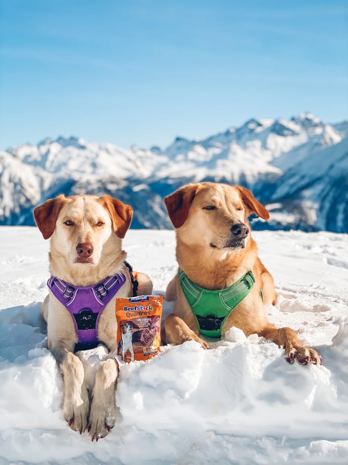 Two dogs lying in snow with treats, against a snowy mountain backdrop.