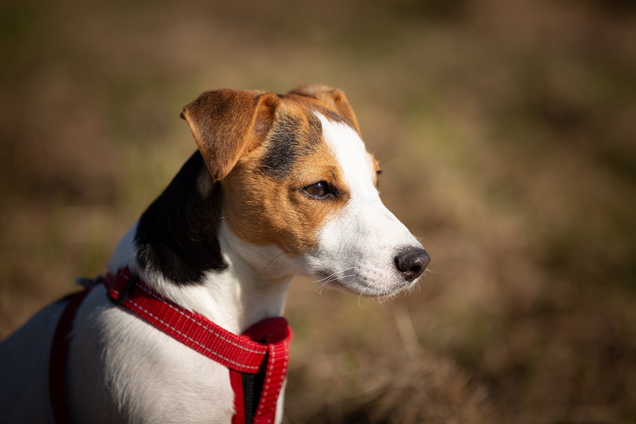 Cute Jack Russell Terrier puppy with red harness enjoying the outdoors on a sunny day.