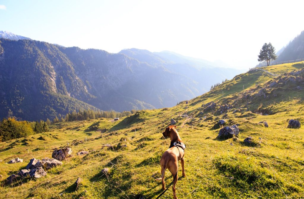Great Dane exploring a scenic mountainous landscape under a clear sky.