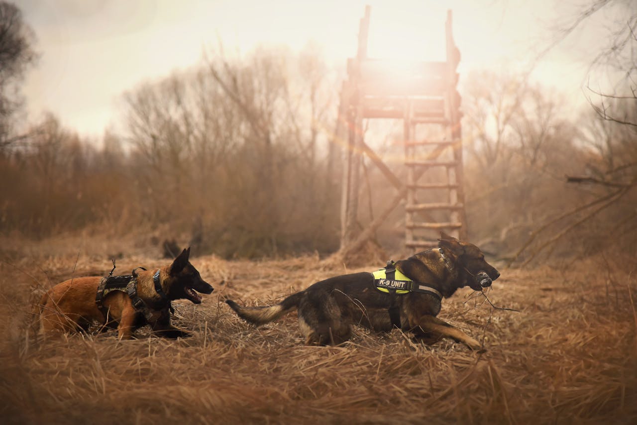 German Shepherd dogs running energetically in a grassy outdoor setting with distinct sun rays.